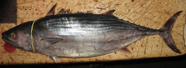 Sarda orientalis