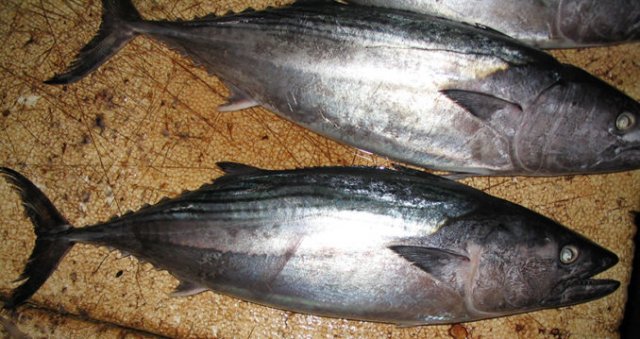Sarda orientalis