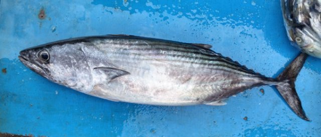Sarda orientalis