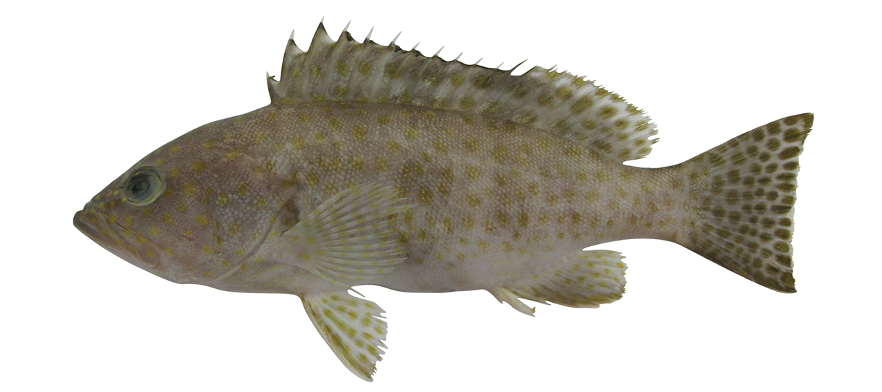 Epinephelus areolatus