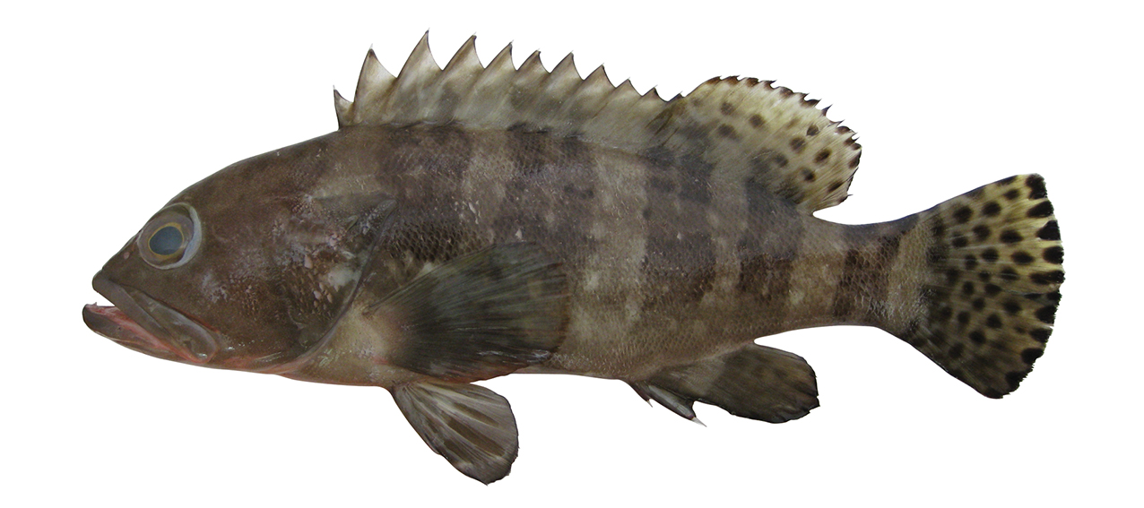 Epinephelus sexfasciatus