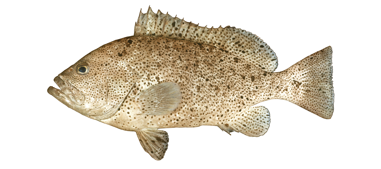 Epinephelus cyanopodus