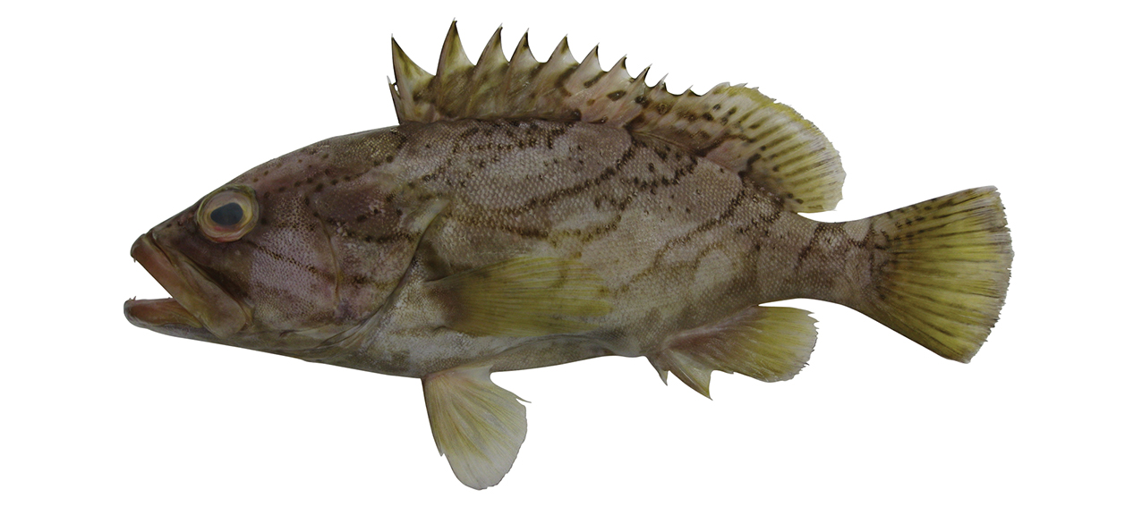 Epinephelus radiatus