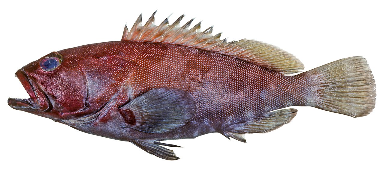 Epinephelus rivulatus