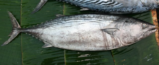 Sarda Orientalis