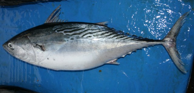 Euthynnus affinis