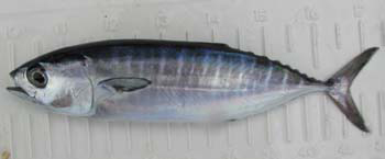 ~17 cm FL *Thunnus albacares*
