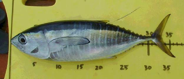 ~34 cm FL *Thunnus albacares*