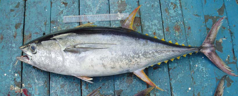 ~90 cm FL *Thunnus albacares*
