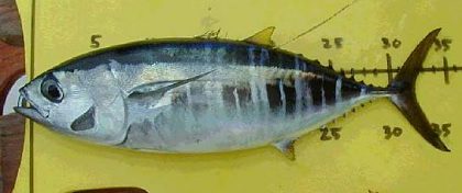 ~34 cm FL *Thunnus obesus*