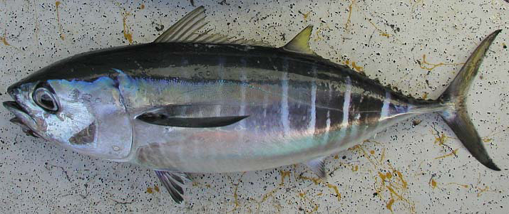 ~35 cm FL *Thunnus obesus*