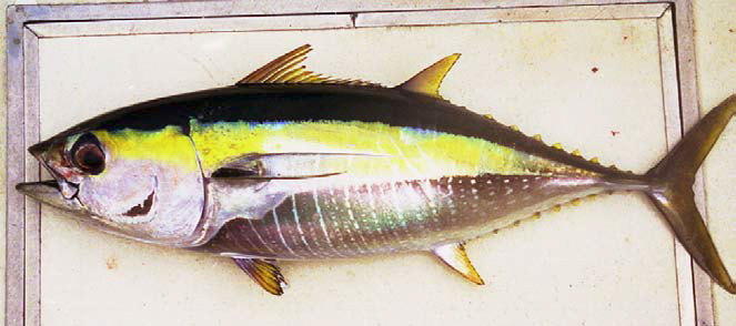 ~50 cm FL *Thunnus albacares*
