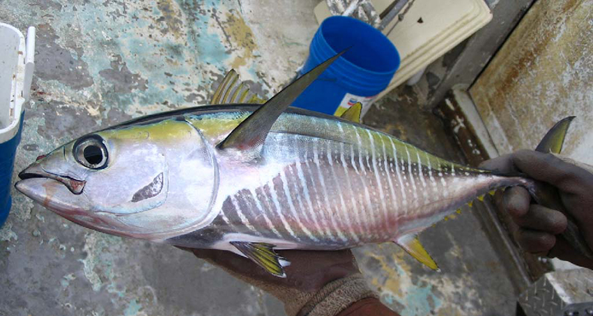 ~45 cm FL *Thunnus albacares*