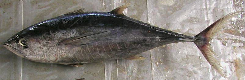 ~90 cm FL *Thunnus albacares*. Less than fresh condition.