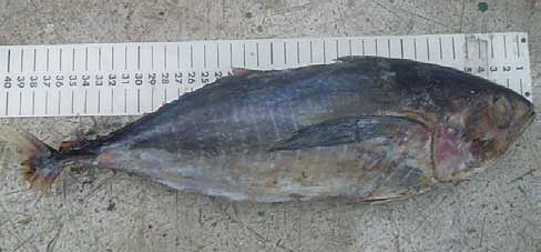 ~39 cm FL *Thunnus albacares*. Poor condition.