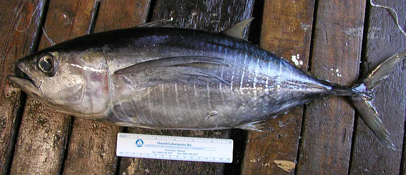 ~45 cm FL *Thunnus albacares*. Less than fresh condition.