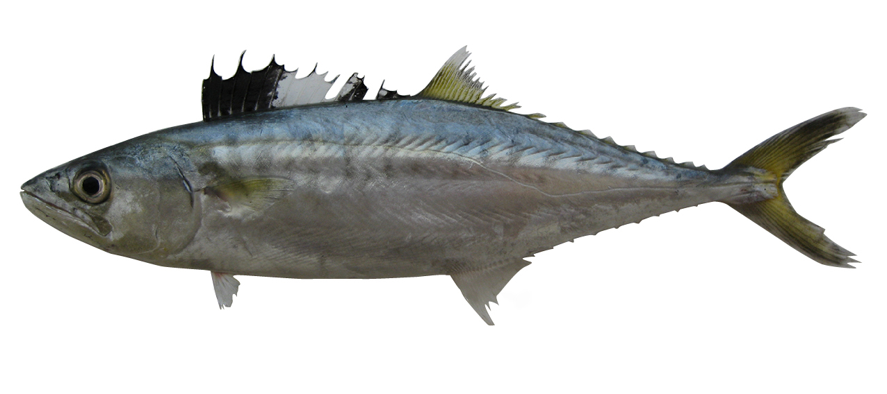 ~16.5 cm FL Juvenile *Scomberomorus commerson*
