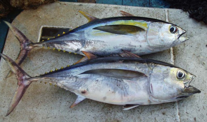 Mixed Scombridae Image 3