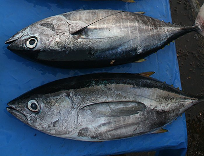 Mixed Scombridae Image 4