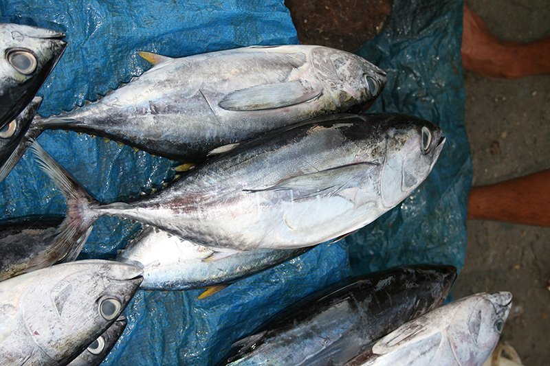 Mixed Scombridae Image 6