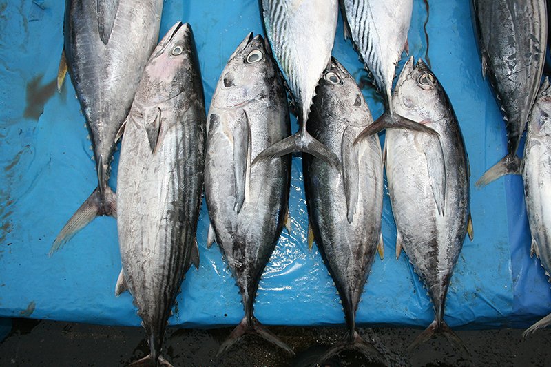 Mixed Scombridae Image 9