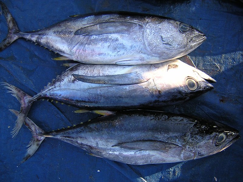 Mixed Scombridae Image 10