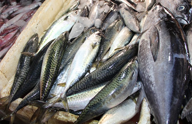 Mixed Scombridae Image 14