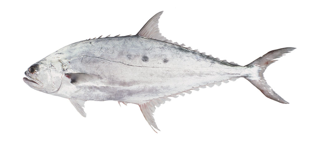 Scomberoides commersonnianus