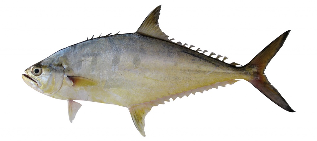 Scomberoides tala
