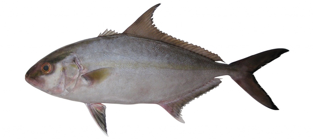 Seriola rivoliana