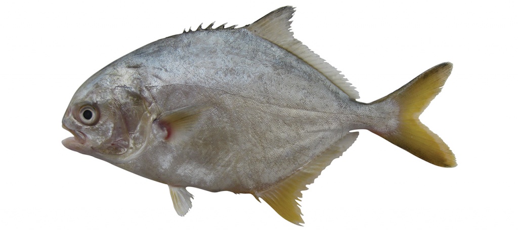Trachinotus africanus