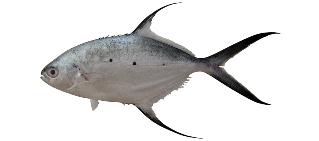 Trachinotus baillonii