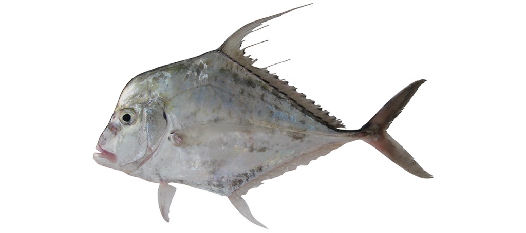 Alectis indica