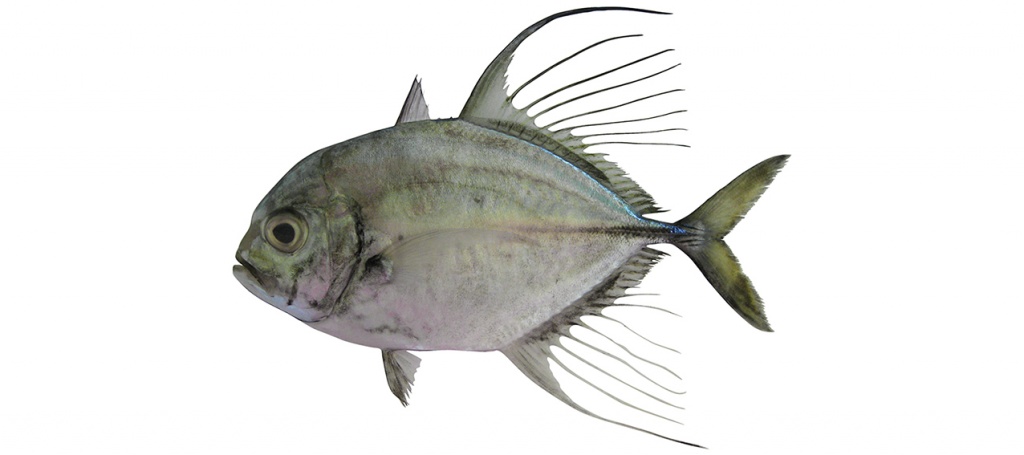 Carangoides hedlandensis