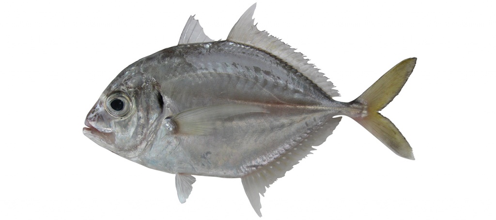 Carangoides malabaricus