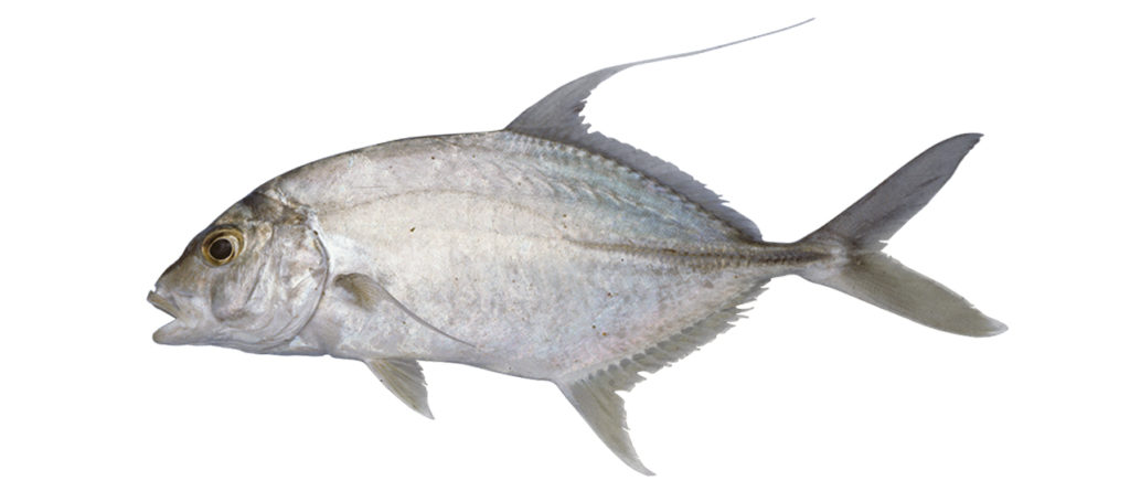 Carangoides oblongus