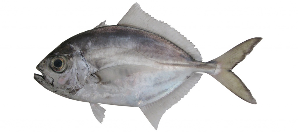 Uraspis uraspis