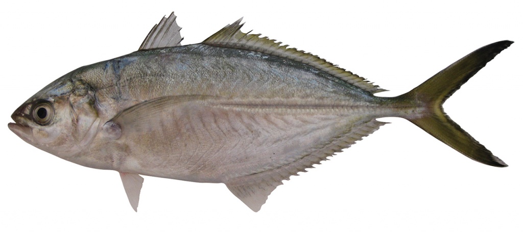Alepes vari
