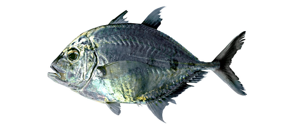 Carangoides talamparoides