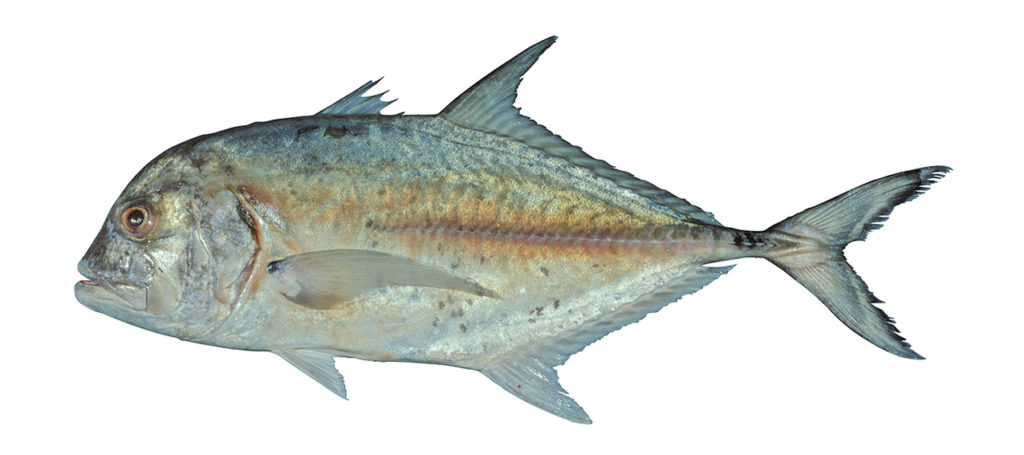 Caranx bucculentus