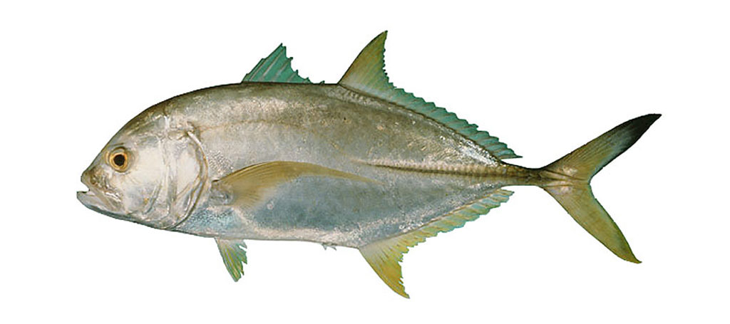 Caranx heberi