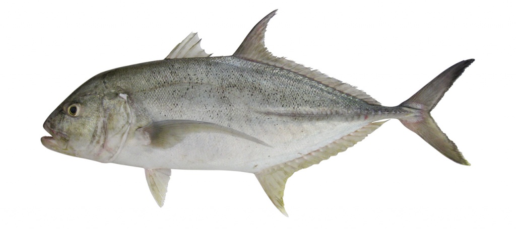Caranx papuensis