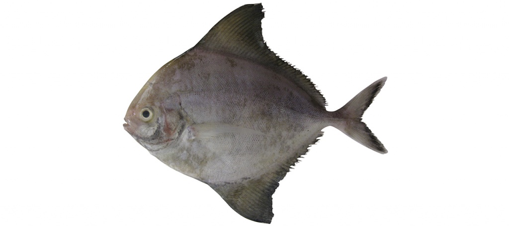 Parastromateus niger