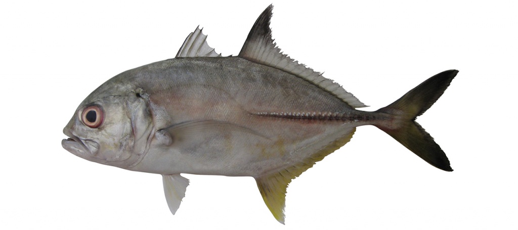 Caranx sexfasciatus