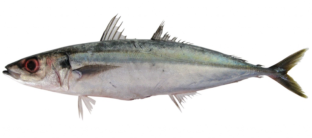 Decapterus macarellus