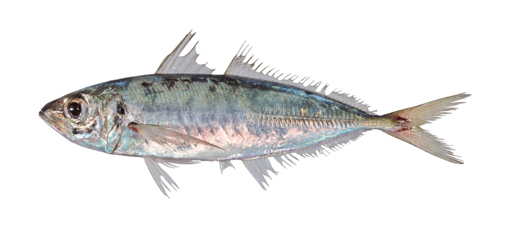 Decapterus russelli