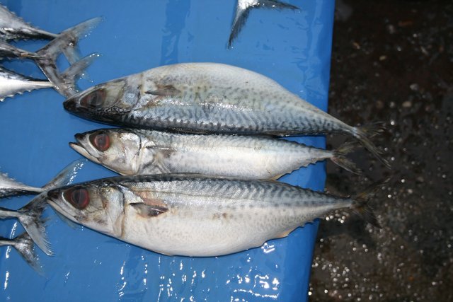 Scomber australasicus
