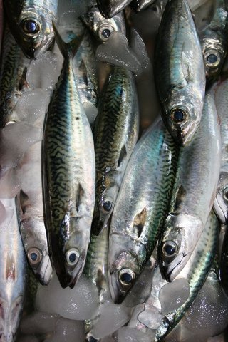 Scomber australasicus