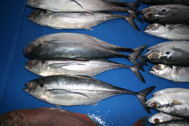 Megalaspis cordyla