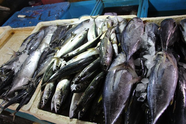 Scomber australasicus dengan Auxis spp. and Thunnus albacares